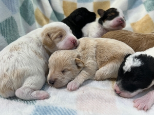 Many Colors, Mini Schnoodles for Sale DOB 3-24-2026 $950